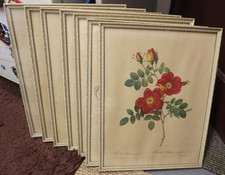 Pierre Joseph Redoute Set Of 7