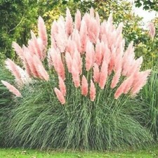 PAMPAS GRASS SEEDS CORTADERIA GIANT FEATHER ORNAMENTAL DECORATIVE PERENNIAL