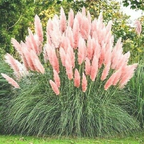 Pampas grass seeds cortaderia - seeds,