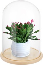 Glass Domes for Display