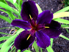 Gamecock Iris Dark Purple LIVE Pond Plant Aquatic Lake Marginal Reed wildlife