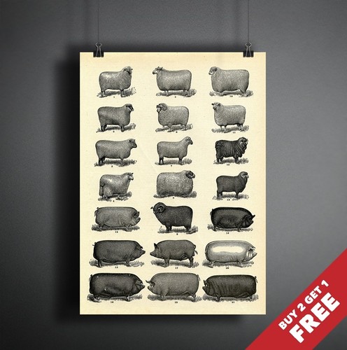 Farm animal chart vintage - chart,
