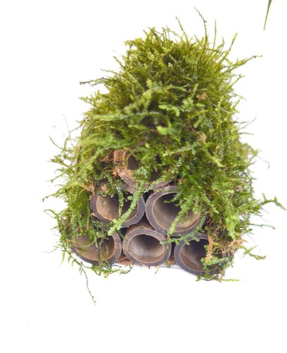 Bamboo sticks java - java, moss