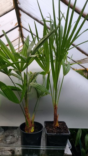Plants trachycarpus - plants, 1
