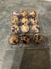 🥚 Quail Eggs – Small