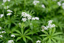 Galium Odoratum (Sweet