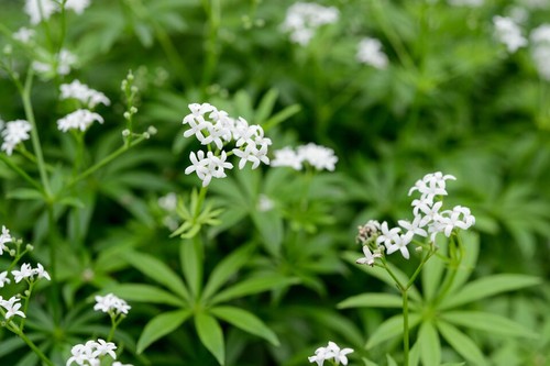 Galium odoratum sweet - galium, (sweet