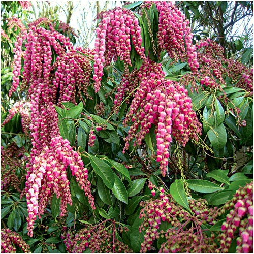 Pieris valley - [x2], 'valley