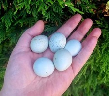 12 Celadon Coturnix Quail Eggs