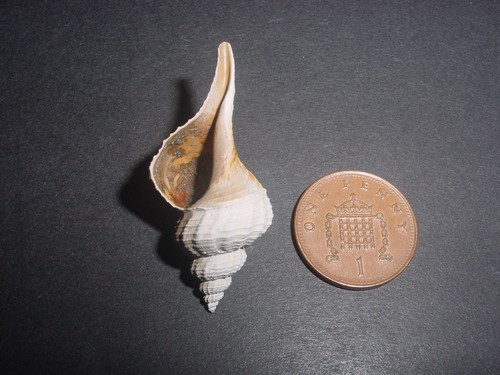 Bartonian eocene wrigleya - bartonian,