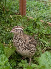 Coturnix Quail 