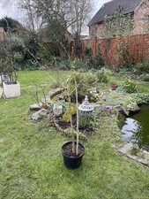 Lilac Tree Purple 4 Year Old