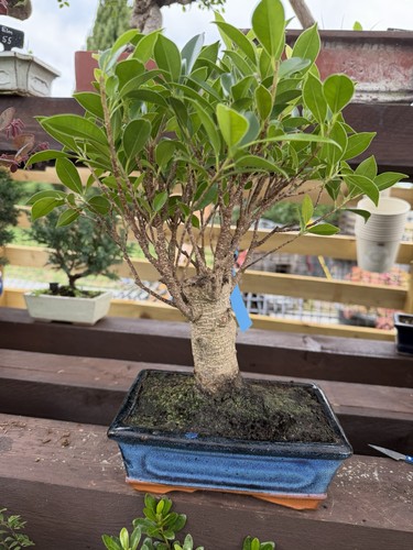 Ficus bonsai tree - bonsai,