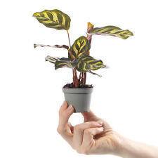 Baby Peackock Plant Calathea Makoyana Small Indoor Tropical Houseplant 6cm Pot