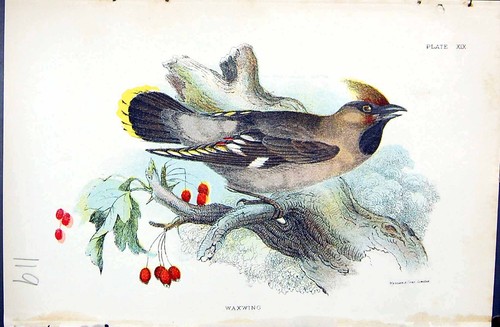 Original old antique print - original,