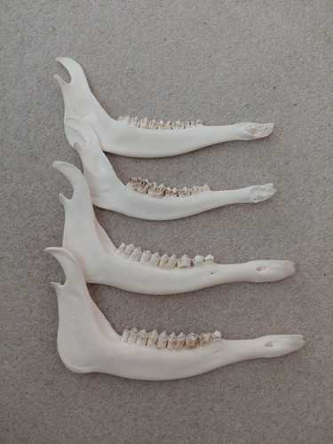 Red deer jaw - deer,
