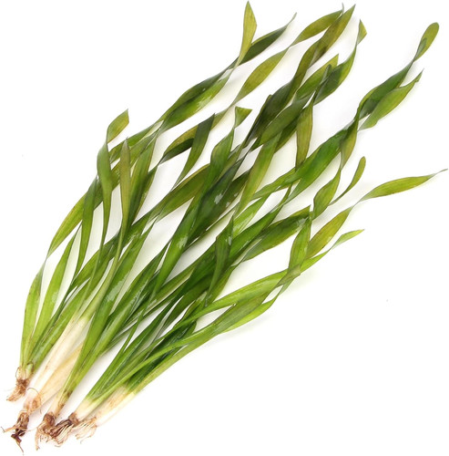 K2aqua vallisneria - 5, x