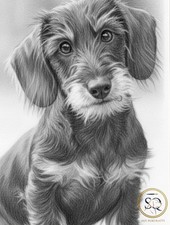 Bespoke Pet Portrait Drawing |