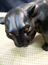 Black Puma panther cougar