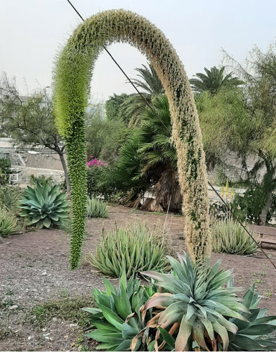 Agave attenuata gooseneck - agave,