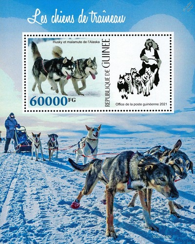 Sled dogs alaskan husky - sled,