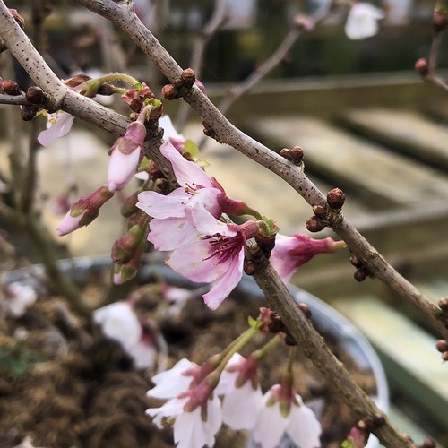 Prunus kojo mai rhs - no, award
