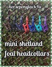 MINIATURE FOAL HORSE, MINI FOAL SHETLAND HEADCOLLARS THE SMALLEST HEADCOLLAR