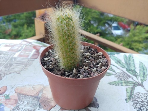 Hildewintera colademonis - hildewintera,