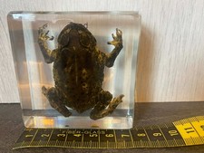 REAL toad specimen preserved