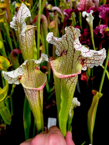 Sarracenia moorei gulf - moorei,