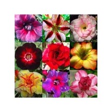 Adenium obesum Mixed Colours