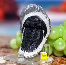 REAL Trilobite - Amazing