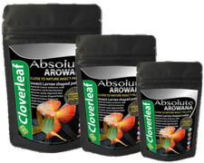 Cloverleaf arowana bug diet - arowana,