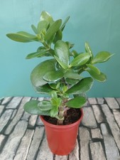 Money plant jade tree house - plant,