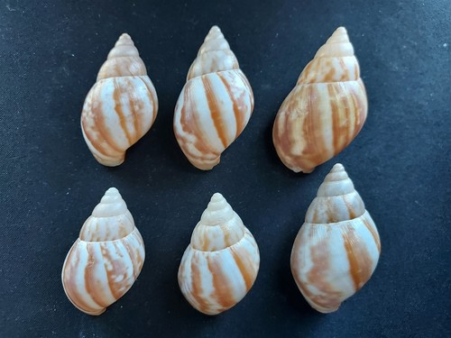 L300 lot 6 - lot, of