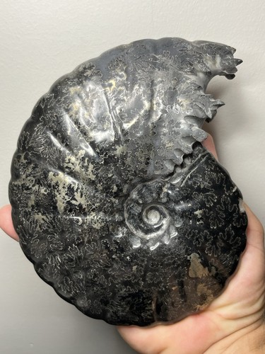 Large black ammonite - large,