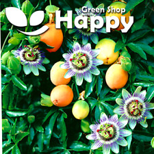 PASSION FLOWER - 20 SEEDS -