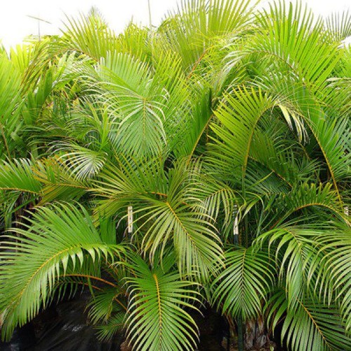 Phoenix acaulis dwarf date - phoenix, acaulis,