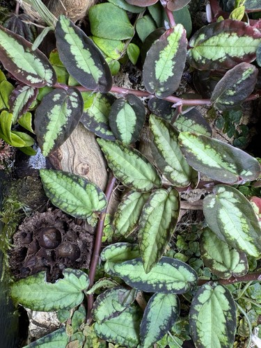 Pellonia repens cutting - repens,
