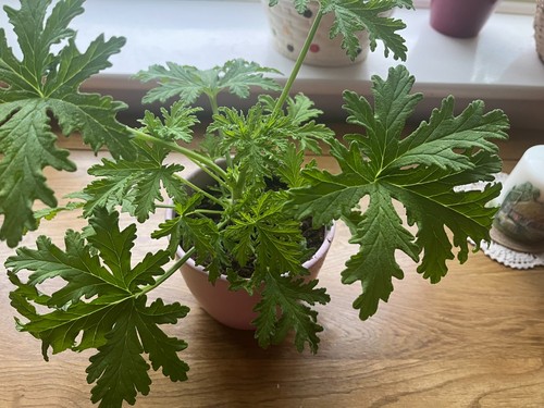 Citronella anginka cytrynka - anginka,