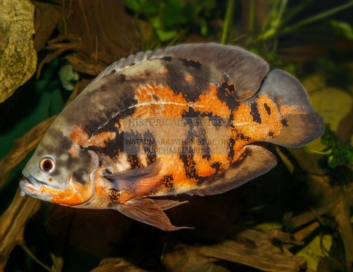 Oscar fish karlsruhe zoo - oscar,