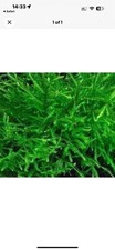  java moss