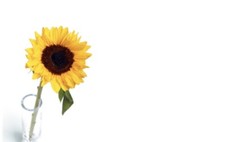 ShredAstic®️ Sunflower In