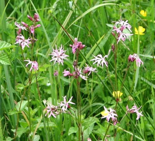 Photo 6x4 ragged robin - 6x4,