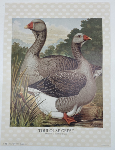 Toulouse geese winners five - of,