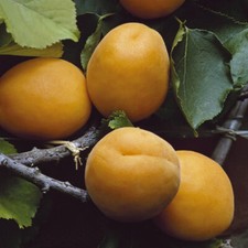 Apricot 'Aprigold' Patio Fruit