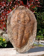Cambropallas Trilobite Fossil