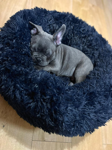 Anti anxiety donut dog pet - anxiety,