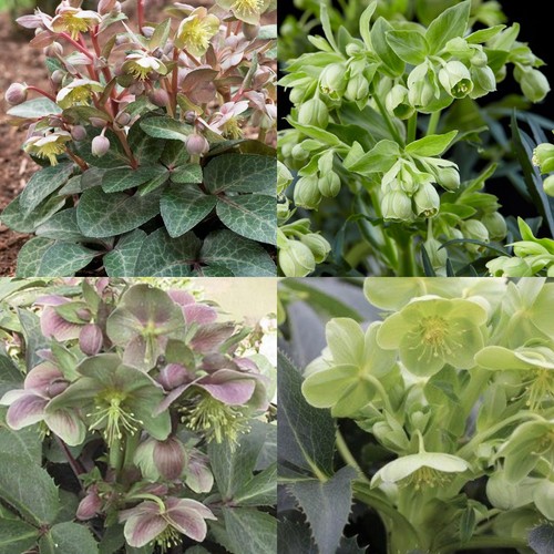 Hellebore collection - hellebore,