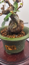 Mini snails  Chinese Elm Bonsai(Excluding the shelf)